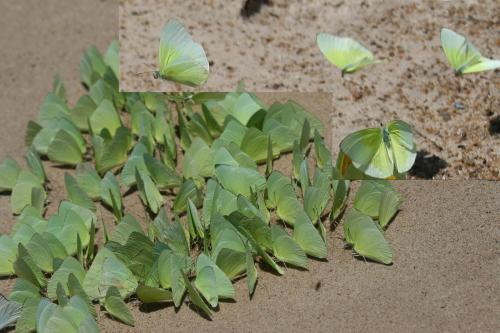 Aphrissa sp.